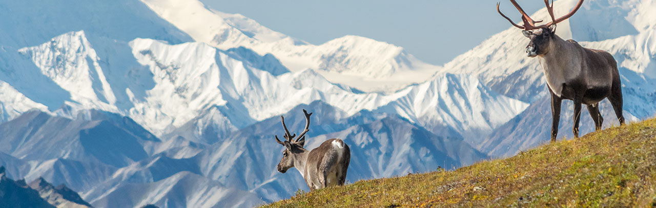 Denali: Facts About North America's Tallest Mountain